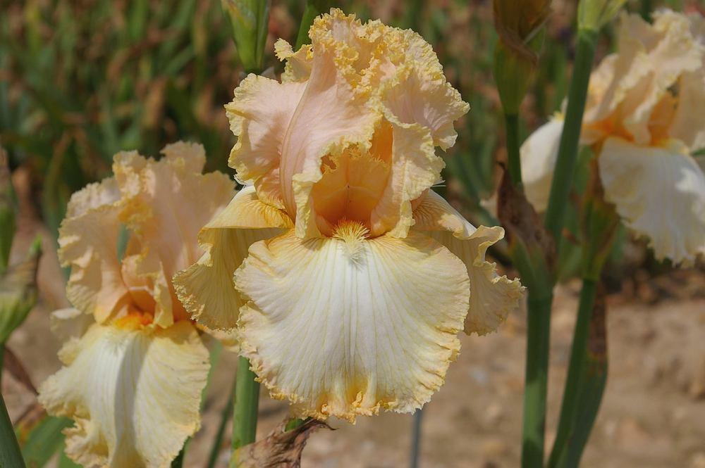 Photo of Tall Bearded Iris (Iris 'Just Before Dawn') uploaded by Misawa77