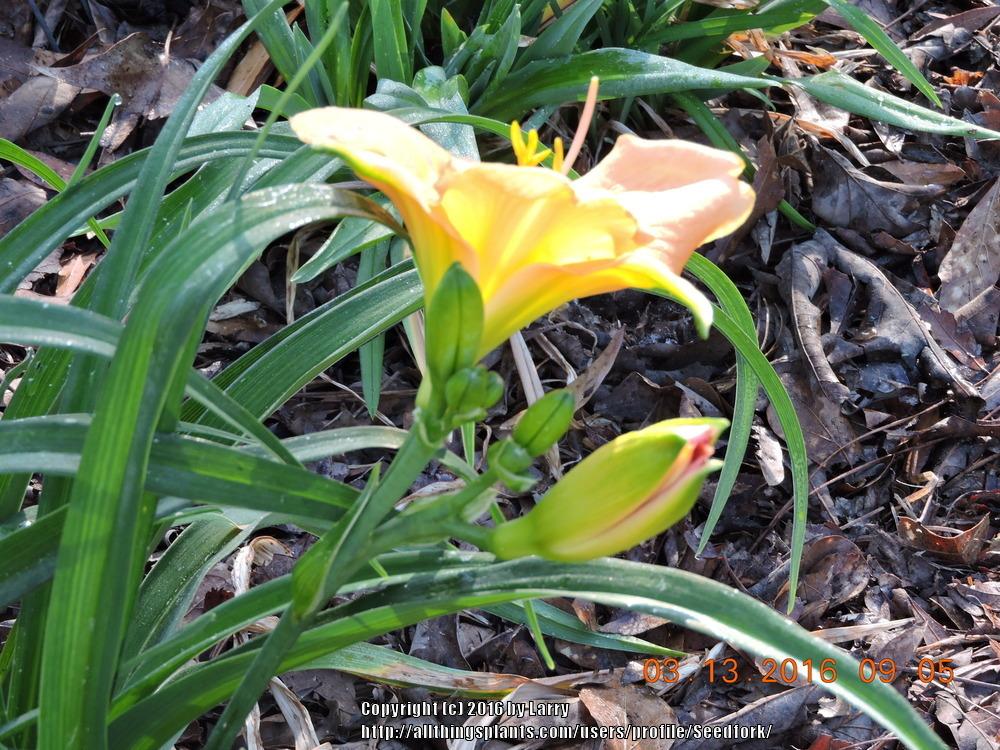 Photo of Daylily (Hemerocallis 'Ming Porcelain') uploaded by Seedfork