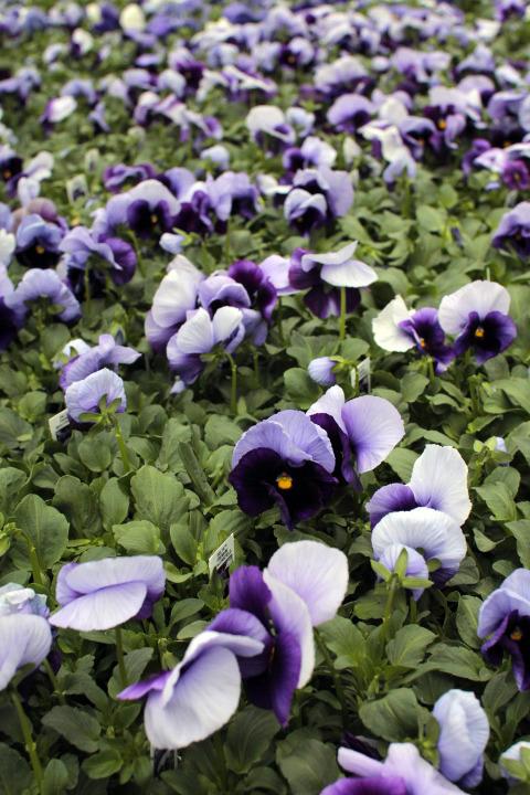 Photo of Pansy (Viola x wittrockiana Delta™ Premium Beaconsfield) uploaded by Urban_Farmer
