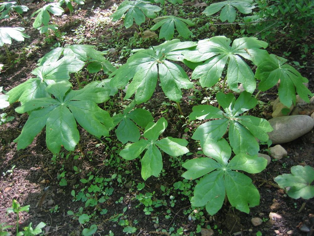 Photo of Mayapple (Podophyllum peltatum) uploaded by greenthumb99
