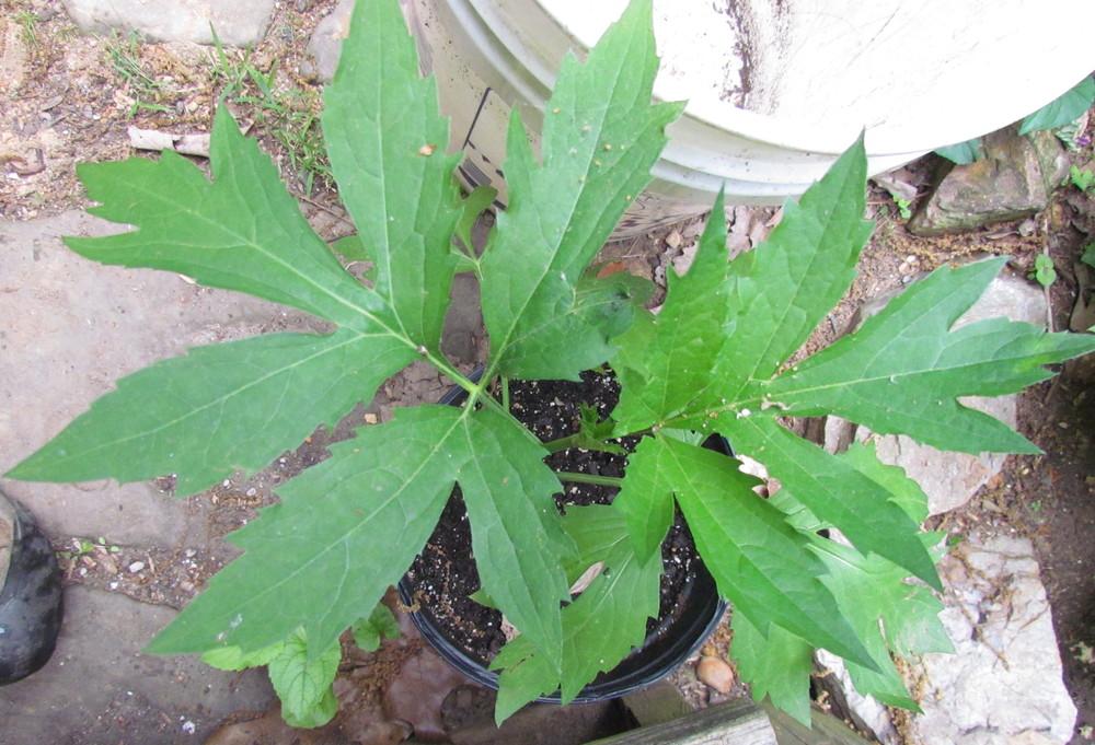 Photo of Cutleaf Coneflower (Rudbeckia laciniata) uploaded by greenthumb99