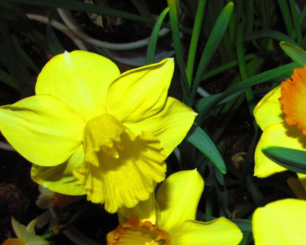 Photo of Trumpet Daffodil (Narcissus 'Sabatini') uploaded by jmorth