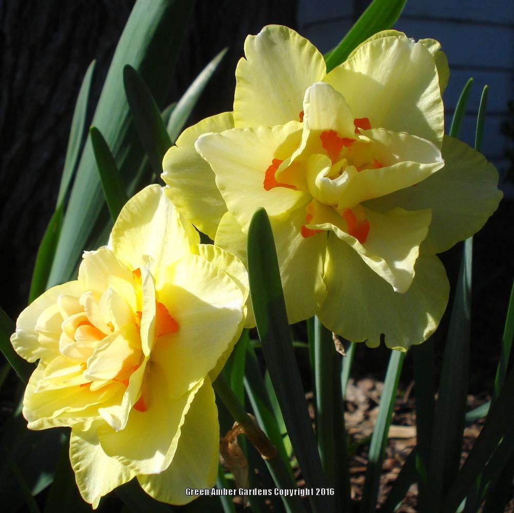 Photo of Double Daffodil (Narcissus 'Tahiti') uploaded by lovemyhouse