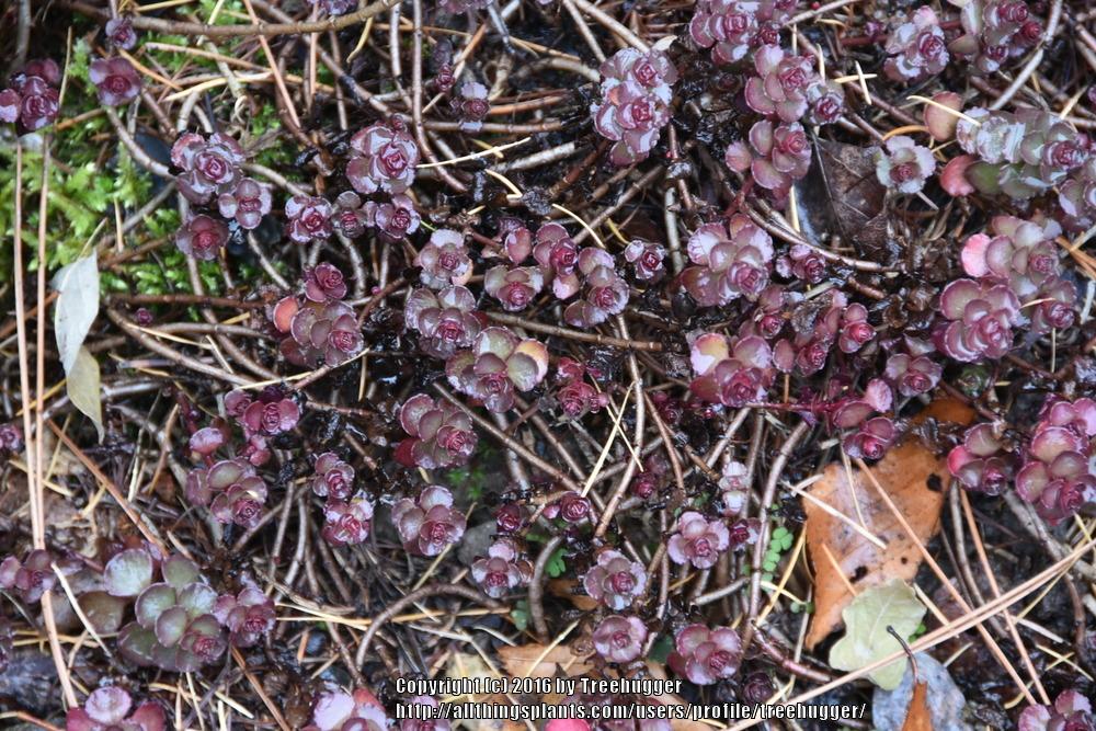 Photo of Two-Row Stonecrop (Phedimus spurius 'Schorbuser Blut') uploaded by treehugger