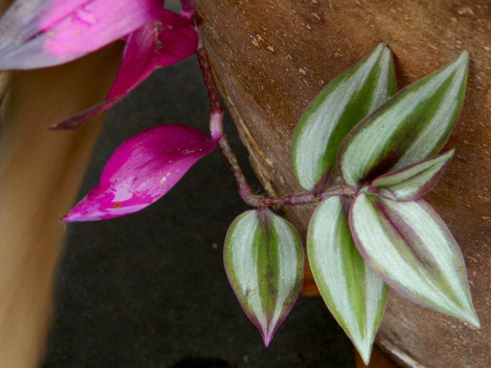 Photo of Inch Plant (Tradescantia zebrina) uploaded by wildflowers