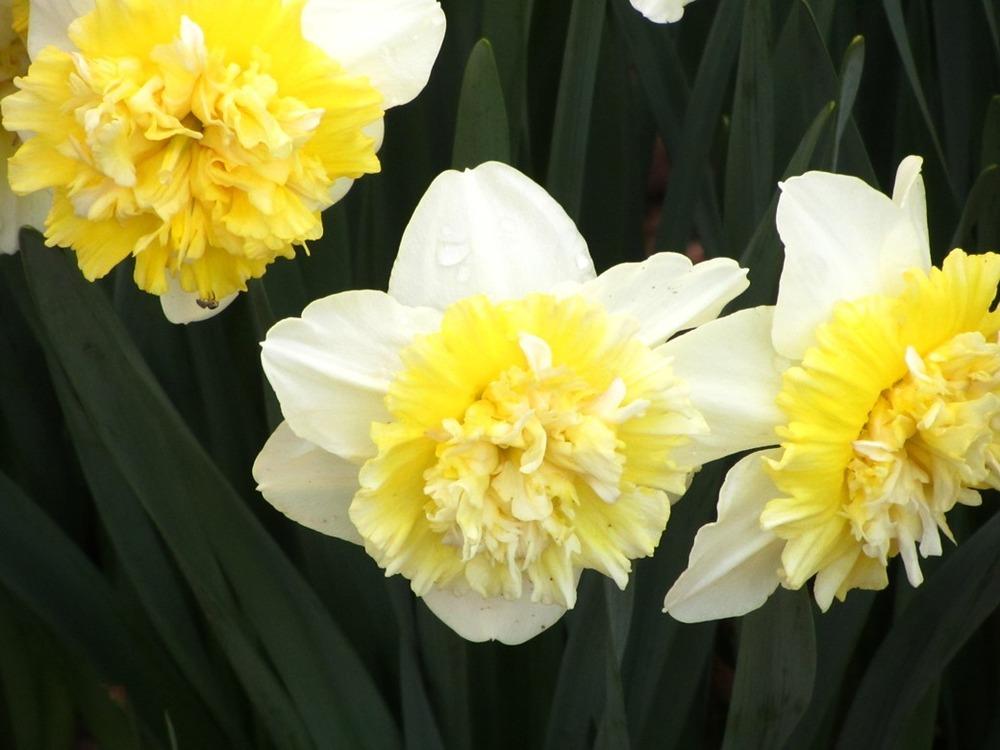 Photo of Double Daffodil (Narcissus 'Ice King') uploaded by Bloombuddie
