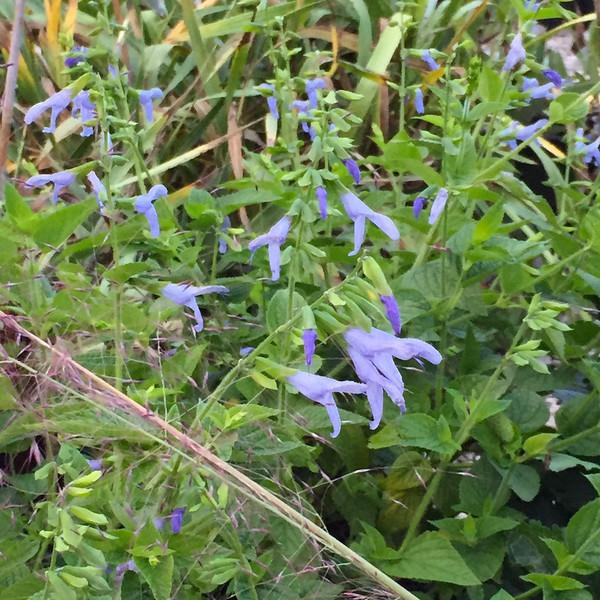 Photo of Blue Anise Sage (Salvia coerulea 'Argentine Skies') uploaded by Calif_Sue