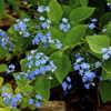 a/k/a Forget-Me-Not