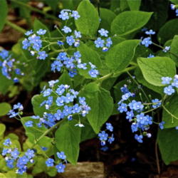 Location: Zone 5
Date: 2013-05-02 
a/k/a Forget-Me-Not