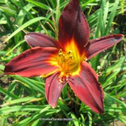 
Photo Courtesy of O'Bannon Springs Daylilies.