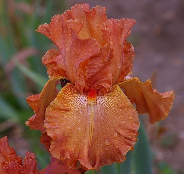 Photo of Tall Bearded Iris (Iris 'Astana') uploaded by Misawa77