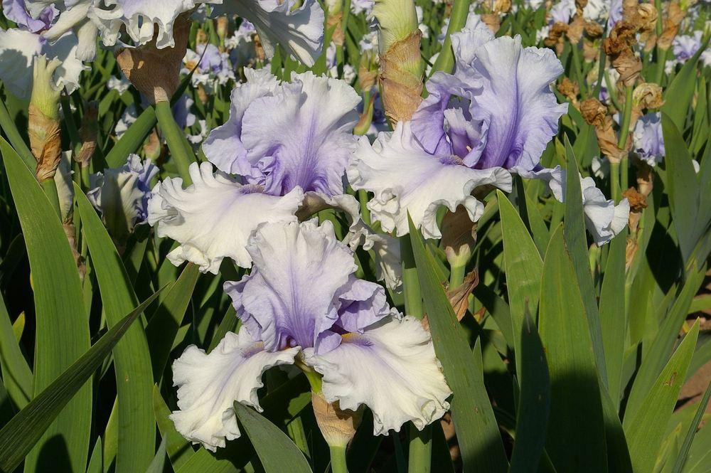 Photo of Tall Bearded Iris (Iris 'Willamette Mist') uploaded by Misawa77