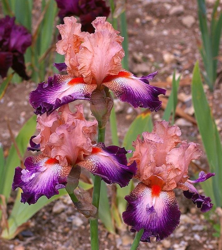 Photo of Tall Bearded Iris (Iris 'Aile Volante') uploaded by Misawa77