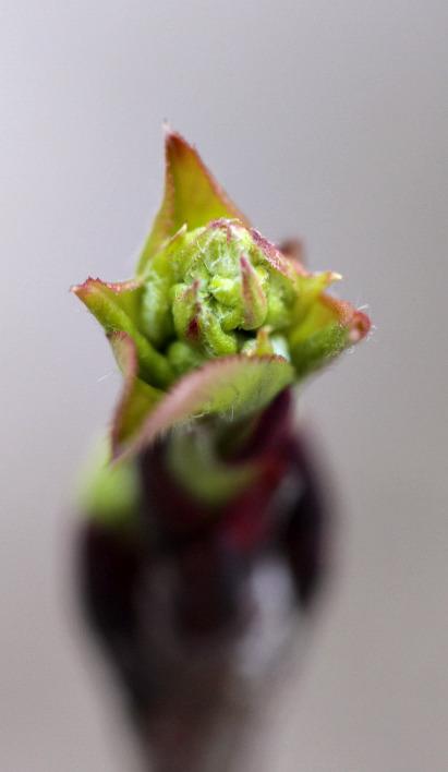 Photo of Chokeberry (XSorbaronia fallax 'Viking') uploaded by Urban_Farmer