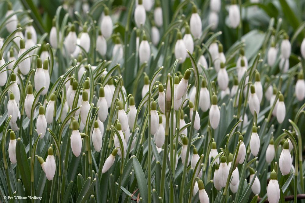 Photo of Snowdrops (Galanthus) uploaded by William