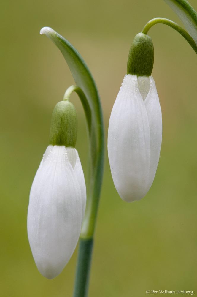 Photo of Snowdrops (Galanthus) uploaded by William