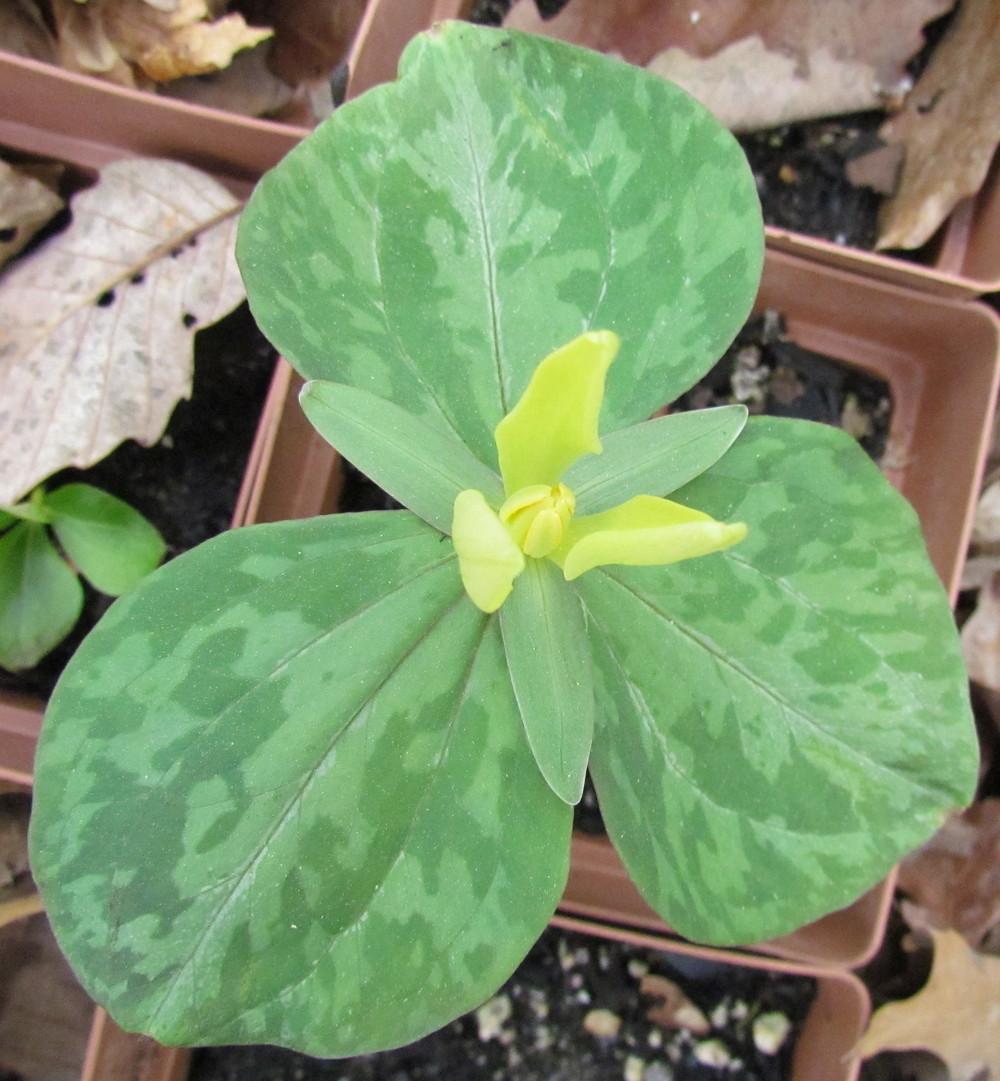 Photo of Yellow Trillium (Trillium luteum) uploaded by greenthumb99