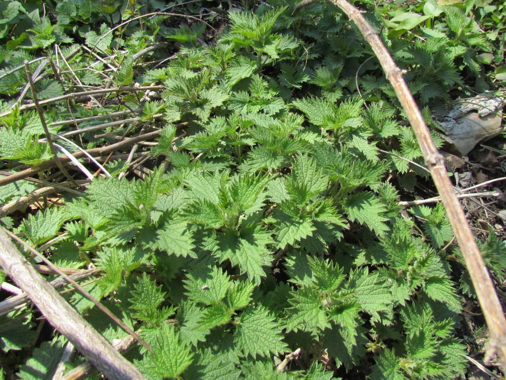 Photo of Stinging Nettle (Urtica dioica) uploaded by greenthumb99