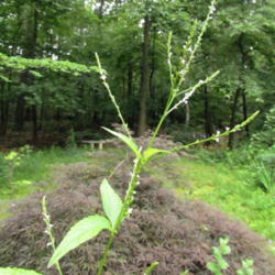 Location: Lucketts, Loudoun County, Virginia
Date: 2013-06-27
Flower stalk