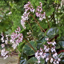 Location: Zone 5
Date: 2016-03-14 
A/K/A "Plate Plant"  Blooms Pink outdoors/White indoors