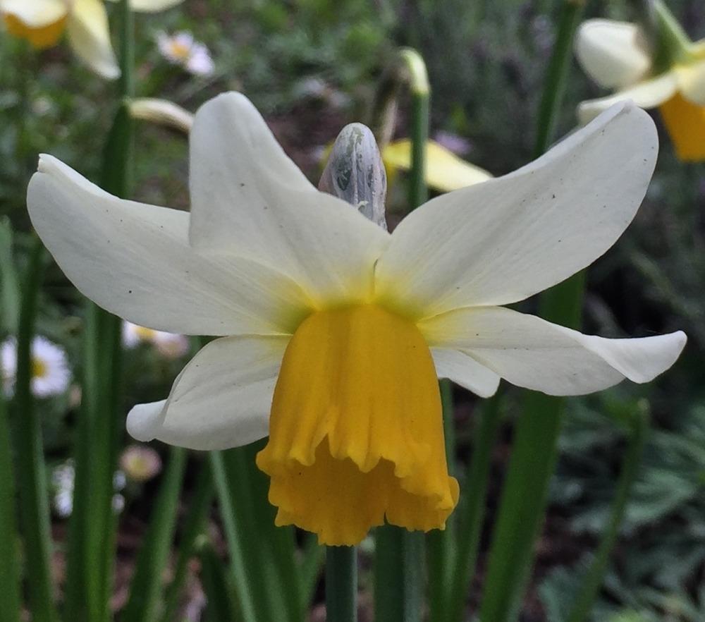 Photo of Cyclamineus Narcissus (Narcissus 'Jack Snipe') uploaded by HamiltonSquare