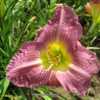 Photo Courtesy of O'Bannon Springs Daylilies.