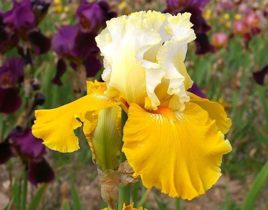 Photo of Tall Bearded Iris (Iris 'Cathédrale de Chichester') uploaded by Misawa77