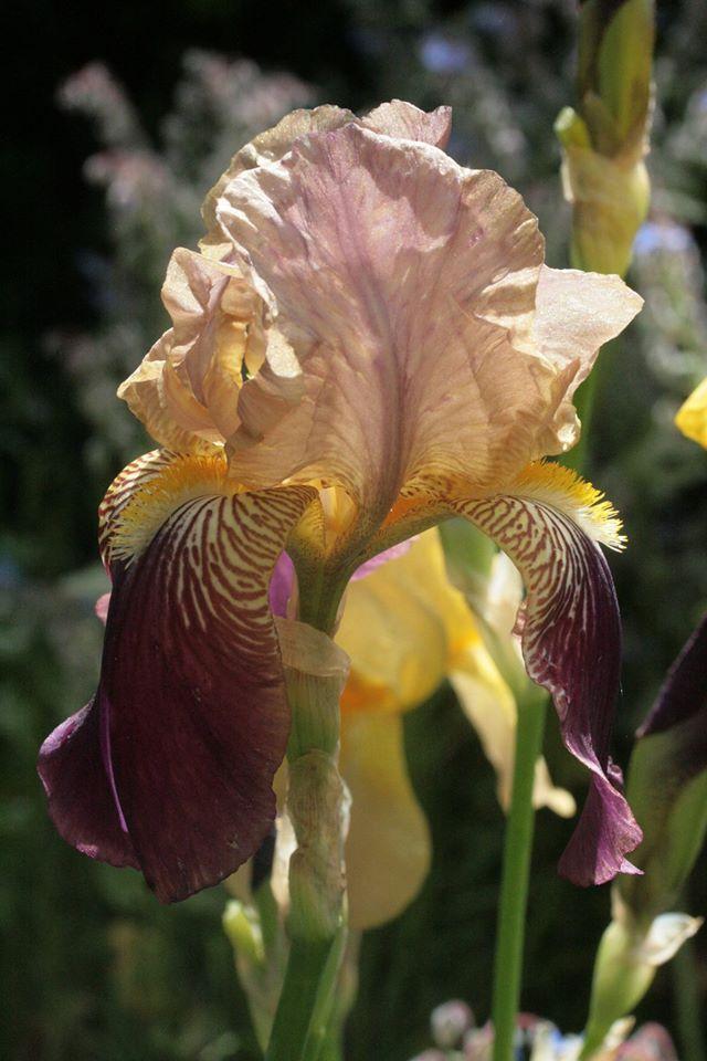 Photo of Tall Bearded Iris (Iris 'Francheville') uploaded by Misawa77
