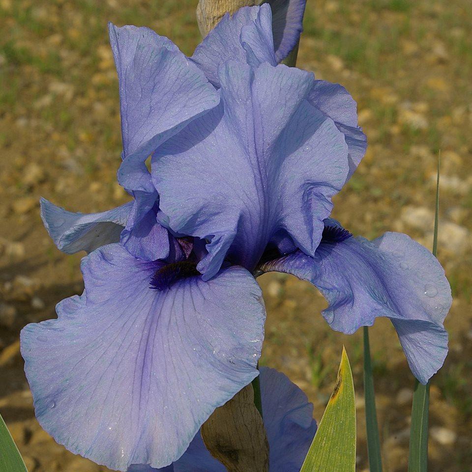 Photo of Tall Bearded Iris (Iris 'Codicil') uploaded by Misawa77