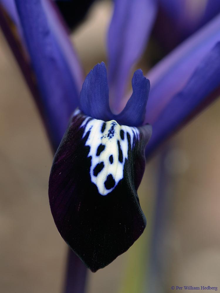 Photo of Reticulated Iris (Iris reticulata 'Blue Note') uploaded by William
