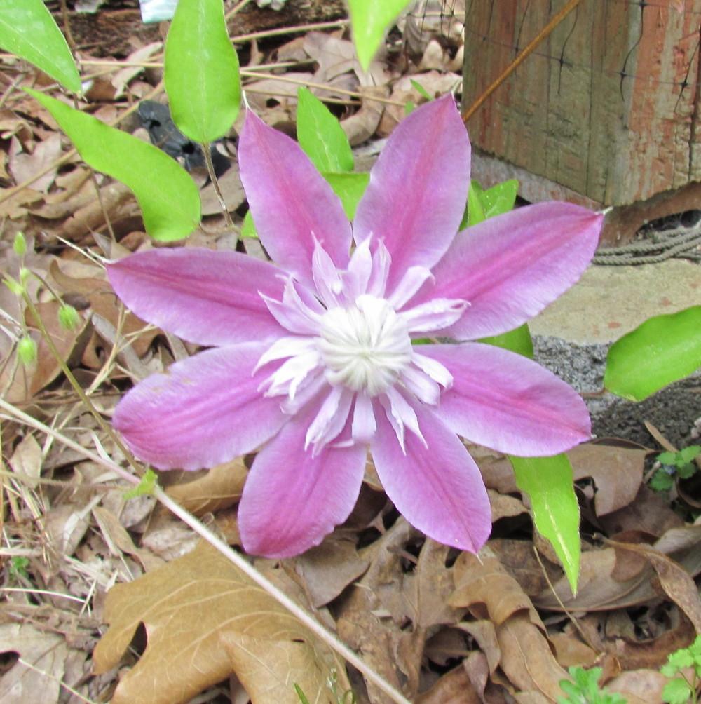 Photo of Clematis Josephine™ uploaded by greenthumb99