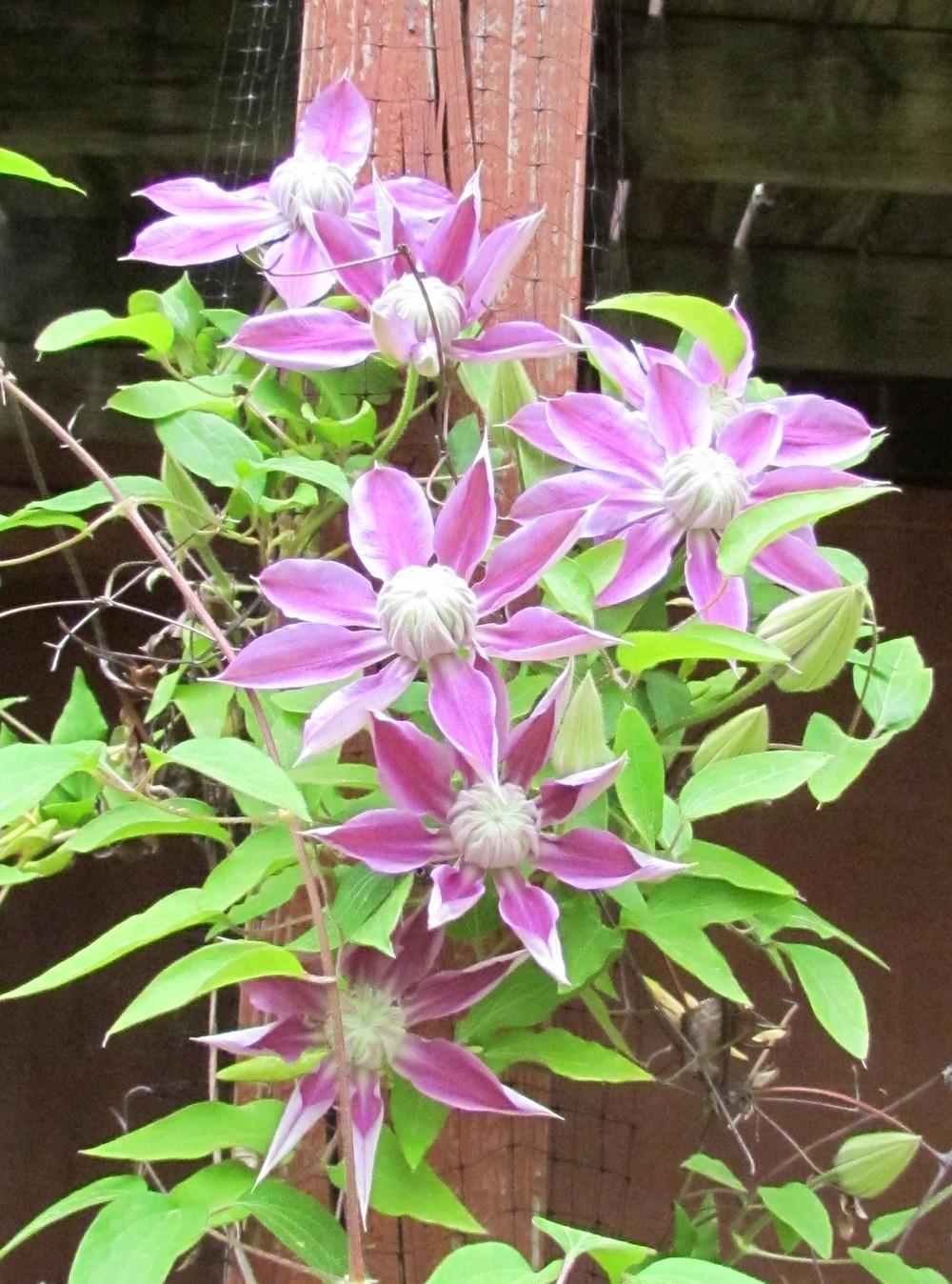 Photo of Clematis Josephine™ uploaded by greenthumb99