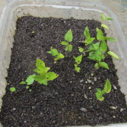 Location: Lucketts, Loudoun County, Virginia
Date: 2012-08-24
Young seedlings