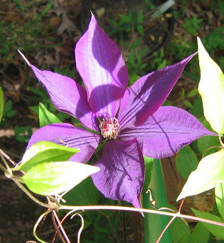 Photo of Clematis 'Jackmanii' uploaded by greenthumb99