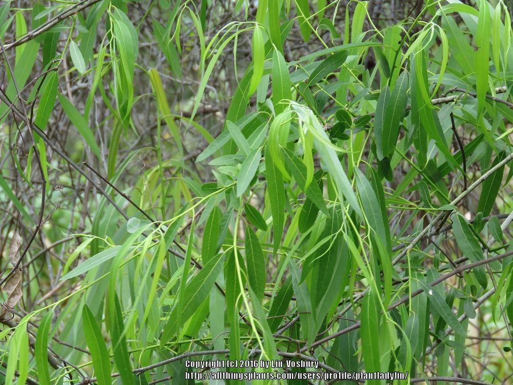 Photo of Carolina Willow (Salix caroliniana) uploaded by plantladylin