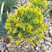 Euphorbia myrsinites 'Washfield'