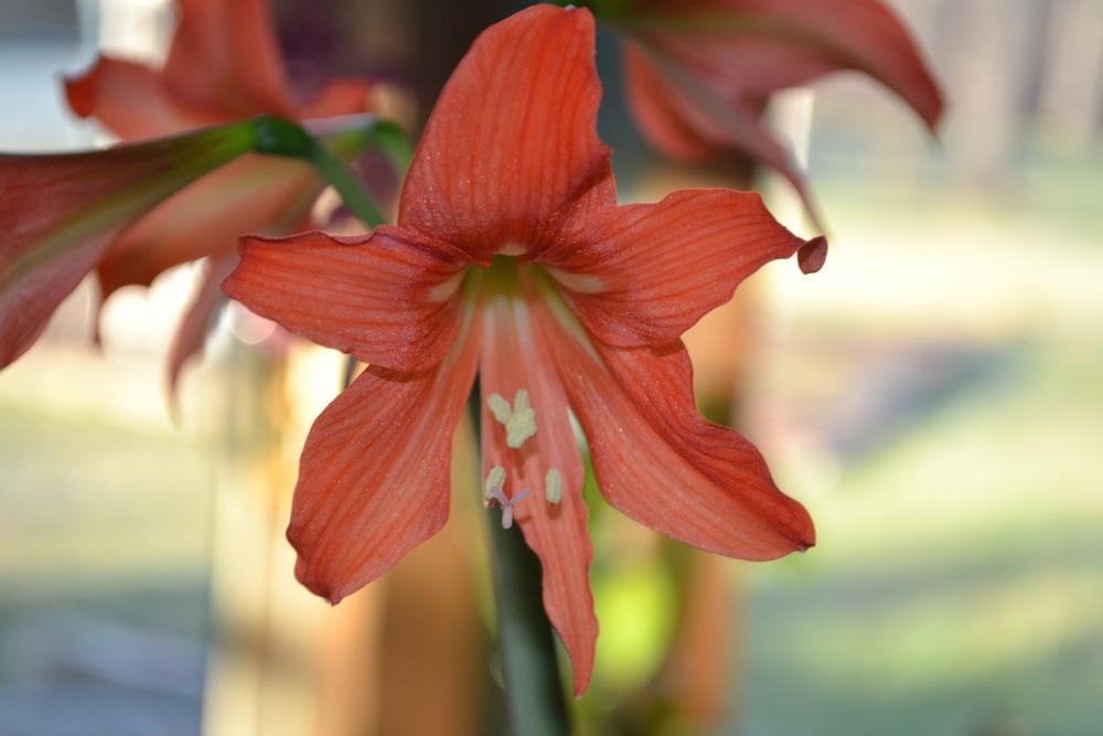 Photo of Amaryllis (Hippeastrum 'Fairy Tale') uploaded by Eric4home