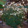 Begonia bowerae var nigramarga