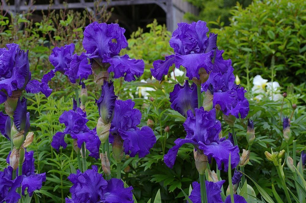 Photo of Tall Bearded Iris (Iris 'Mer du Sud') uploaded by Misawa77