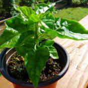 Sweet Datil Pepper - top view - 5 week seedling in 3 inch pot