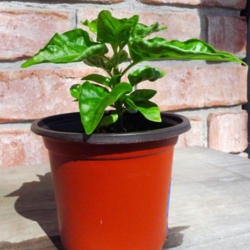 Location: Central Arkansas
Date: 2016-03-16
Sweet Datil Pepper - 5 week seedling in 3 inch pot