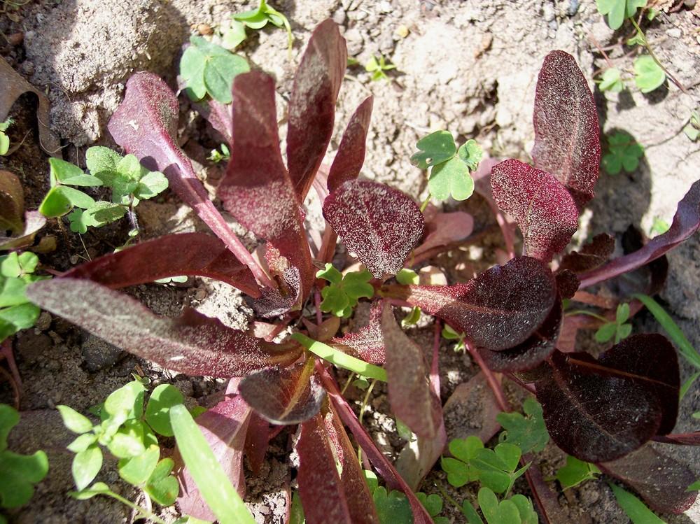 Photo of Lettuce (Lactuca sativa 'Thurinus') uploaded by farmerdill