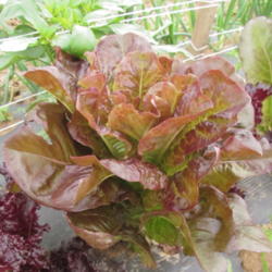 Lettuce and Greens growing guide