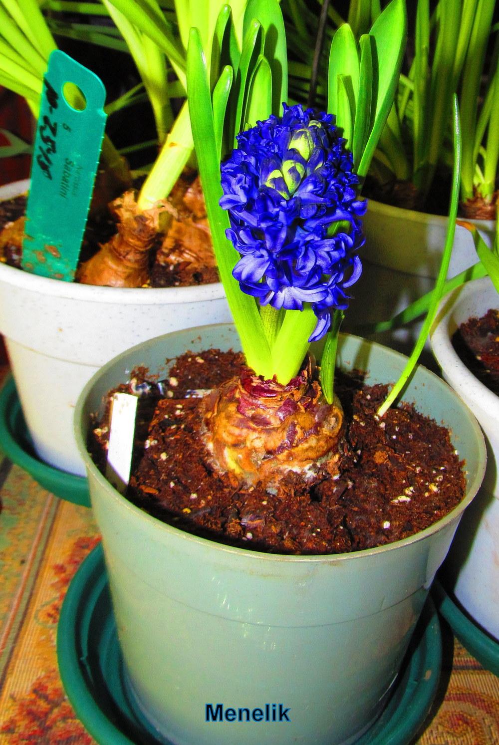 Photo of Hyacinth (Hyacinthus orientalis 'Menelik') uploaded by jmorth