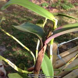 Thumb of 2016-03-16/sugarcane/0c3205