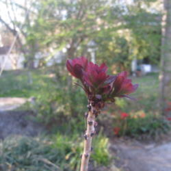 Location: Concord, NC zone 7
Date: 2016-03-17
Planted 2015.  Budding leaves glow red in sunlight.  Beautiful.