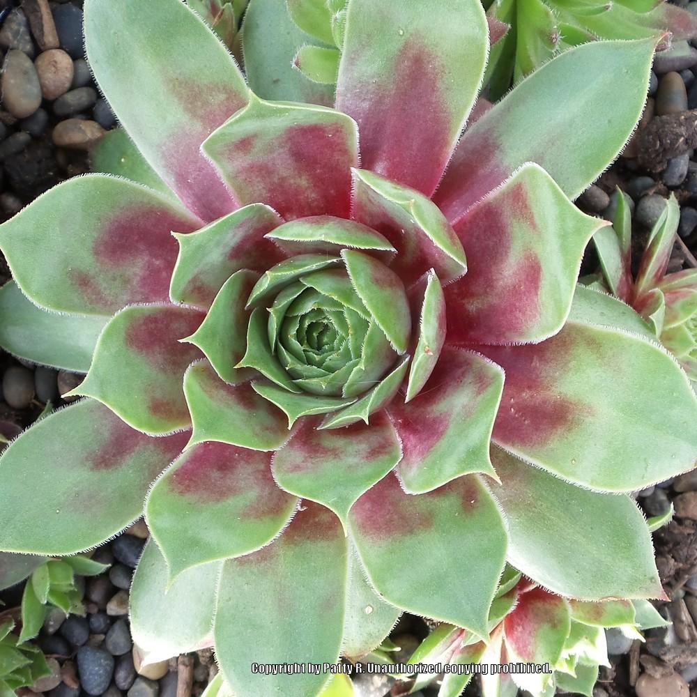 Photo of Hen and Chicks (Sempervivum 'Christmas Time') uploaded by Patty