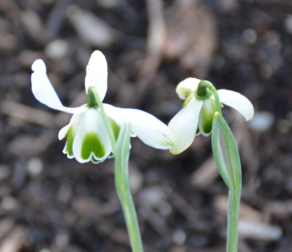 Photo of Snowdrop (Galanthus 'Hippolyta') uploaded by aspenhill