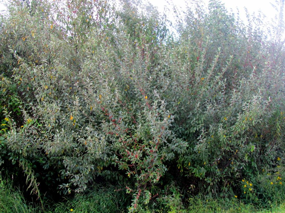 Photo of Autumn Olive (Elaeagnus umbellata) uploaded by greenthumb99