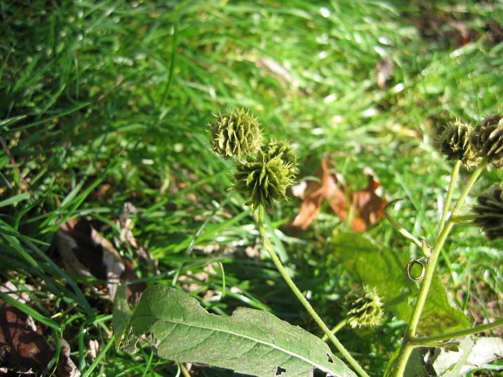 Photo of Wingstem (Verbesina alternifolia) uploaded by greenthumb99